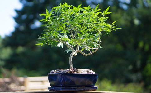 mikrogroving-ili-kanna-bonsaj__Iyca0ck3hJLxdDqi.jpg