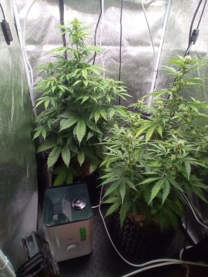 АК и КК 30.07.jpg