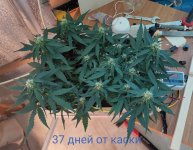 P50806-163008 (1)(1).jpg