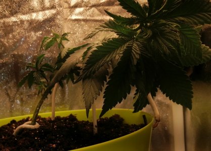 Джордж 27 04 22.jpg