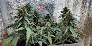 P50817-095213 (1)(1)(1).jpg