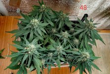 P50817-095246 (1)(1)(1).jpg