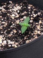 18.06.25 — копия.jpg