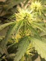 20.07.25 (3) — копия.jpg