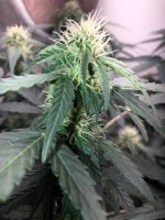 26.05.25 (5) — копия.jpg