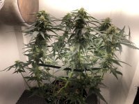 29.07.25 — копия.jpg