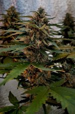 P50821-183705 (1)(1)(1).jpg