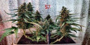 P50826-165954 (1)(1)(1).jpg