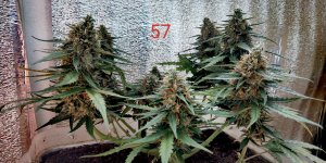 P50826-165821 (1)(1).jpg