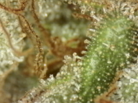 Photo_2025-08-31 07_57_33_563.png