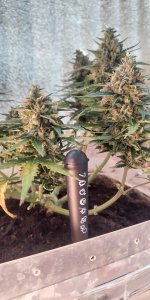 P50901-191129 (1).jpg