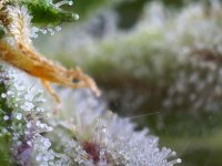 Photo_2025-09-02 17_34_43_000.JPG