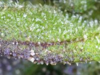 Photo_2025-09-02 17_39_52_668.JPG