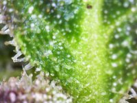 Photo_2025-09-02 17_40_24_758.JPG