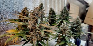 P50904-181731 (1)(1).jpg