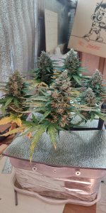 P50904-181529 (1).jpg