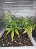 Og9W_erl2k6zQm-bFtxQqRD8AWBFN0nXivplNhU44wU1I0gYA-KMsUYvFw6yvAFUFE-fFDlFu_FCOx_e9Tk_ymTR.jpg Og9W_erl2k6zQm-bFtxQqRD8AWBFN0nXivplNhU44wU1I0gYA-KMsUYvFw6yvAFUFE-fFDlFu_FCOx_e9Tk_ymTR.jpg