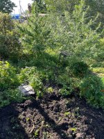 IMG_0467.jpeg IMG_0467.jpeg