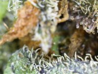 Photo_2025-09-10 19_30_17_276.JPG