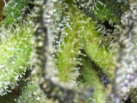 Photo_2025-09-10 19_29_10_455.JPG