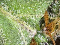 Photo_2025-09-10 19_27_36_390.JPG