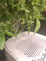 5368394715965290983.jpg 5368394715965290983.jpg