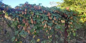 P50921-165128 (1).jpg