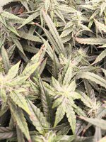 WhatsApp Image 2025-09-25 at 21.53.04 (1).jpeg