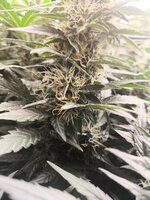 WhatsApp Image 2025-09-25 at 21.53.03.jpeg