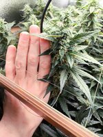 WhatsApp Image 2025-09-27 at 18.00.46.jpeg