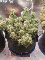 IMG20251003191220.jpg IMG20251003191220.jpg