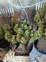 IMG20251004095929.jpg IMG20251004095929.jpg