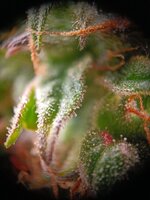 IMG20251004093429.jpg IMG20251004093429.jpg