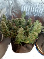 IMG_20251004_102841.jpg IMG_20251004_102841.jpg