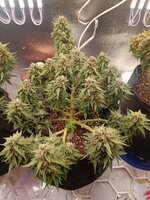 IMG20251007181133.jpg IMG20251007181133.jpg