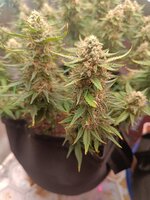 IMG20251007181200.jpg IMG20251007181200.jpg