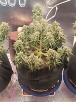 IMG20251008193032.jpg IMG20251008193032.jpg