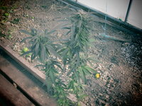 гашер харв (2).JPG