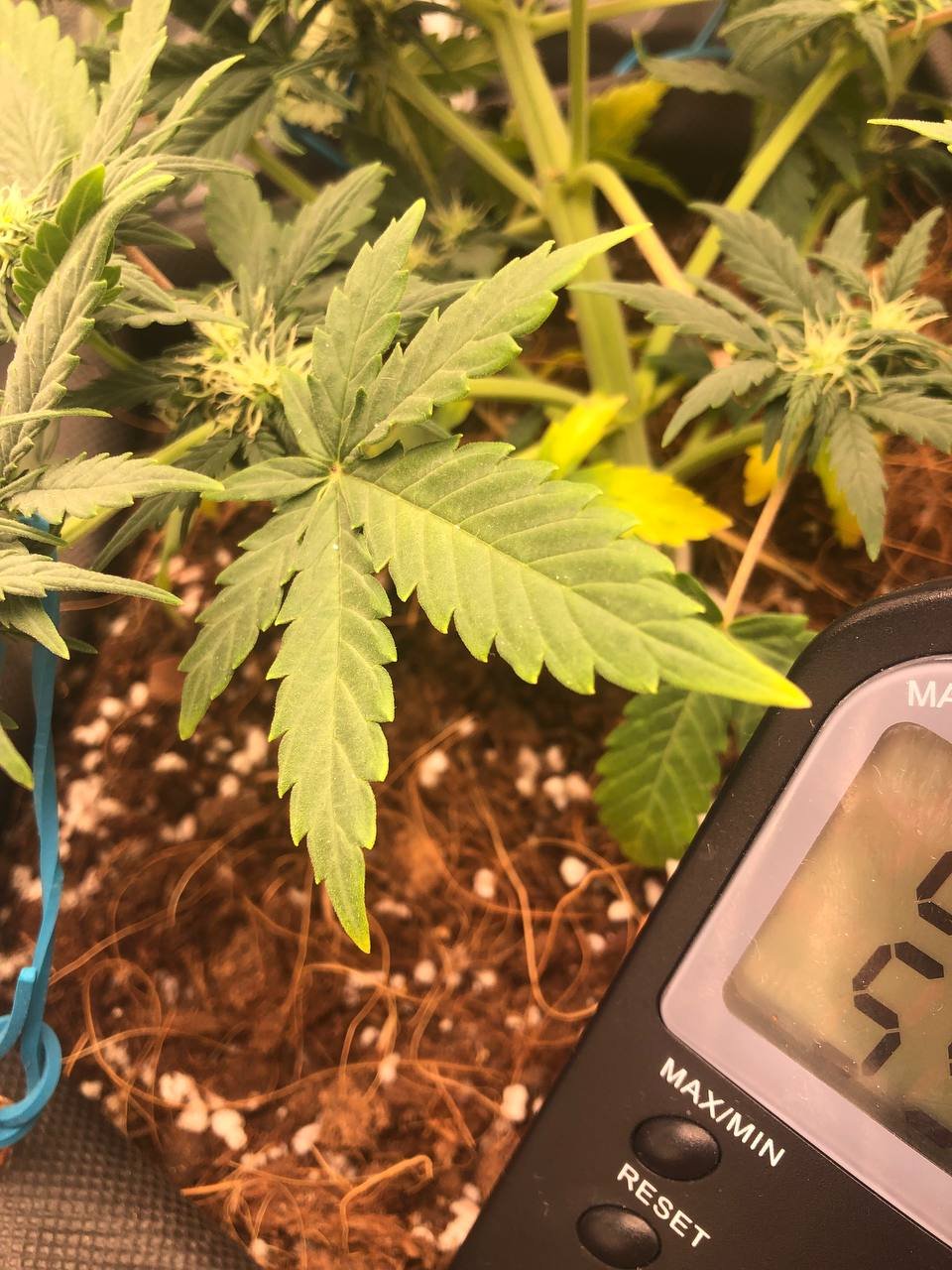 пидорасит 3.jpg