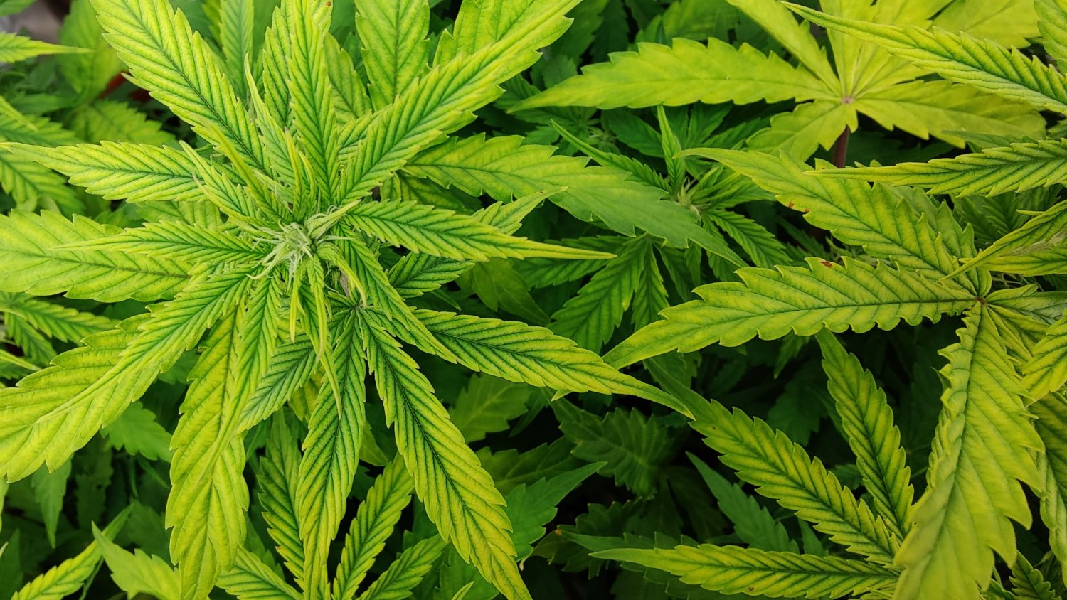 IMG20220516082010 (1).jpg