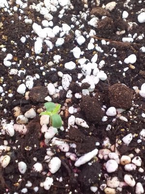 IMG_20220517_114034 (1).jpg