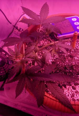 IMG_20220519_040807 — копия.jpg