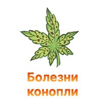 bolezni konopli-100.jpg