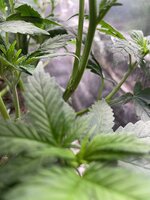 IMG_1315.jpeg IMG_1315.jpeg