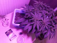 28 дн (2).jpg 28 дн (2).jpg