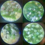 Blank 4 Grids Collage.jpg