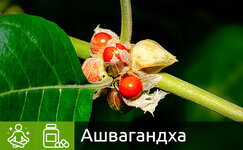 ashvagandha__mDerzeJR5ergOb45.jpg