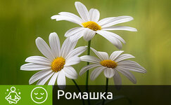 romashka__b2TGRRV7a7GB5wrP.jpg