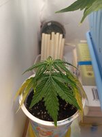 33 дн (2).jpg 33 дн (2).jpg