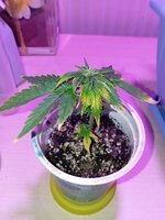 40 дн (4).jpg 40 дн (4).jpg